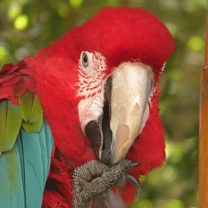 Scarlet Macaw at Mundo Mar 01/08/11