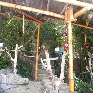 Macaw line-up at Mundo Mar 01/08/11