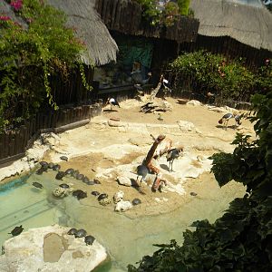 Mixed enclosure at Mundo Mar 01/08/11