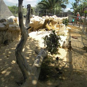 Meerkat enclosure at Mundo Mar 01/08/11