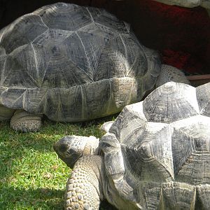 Aldabran Giant Tortoises at Mundo Mar 01/08/11