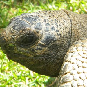 Aldabran Giant Tortoise at Mundo Mar 01/08/11
