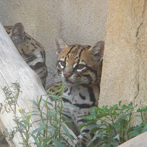 Ocelots at Terra Natura 29/07/11