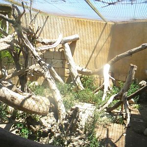 Ocelot enclosure at Terra Natura 29/07/11