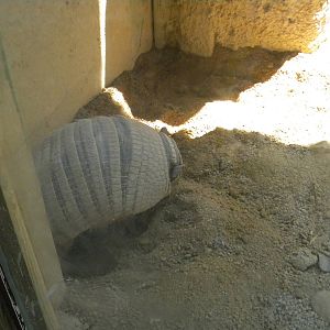Six-banded Armadillo at Terra Natura 29/07/11