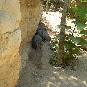 Collared Peccaries at Terra Natura 29/07/11