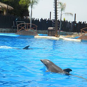 Bottlenose Dolphins at Mundo Mar 01/08/11
