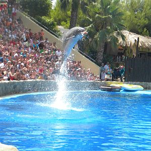 Bottlenose Dolphin at Mundo Mar 01/08/11