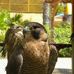 Peregrine Falcon at Terra Natura 29/07/11