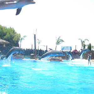 Bottlenose Dolphins at Mundo Mar 01/08/11