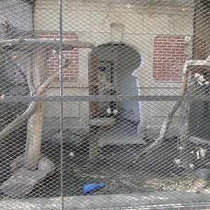 Geoffroy's Cat exhibit