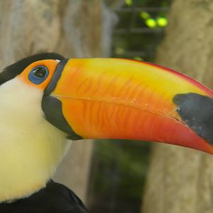 Toco Toucan at Mundo Mar 01/08/11