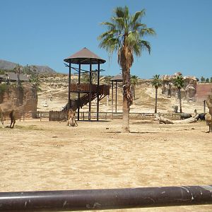 Dromendary Camel and Asian Water Buffalo enclosure at Terra Natura 29/07/11