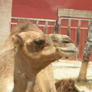 Dromendary Camel at Terra Natura 29/07/11