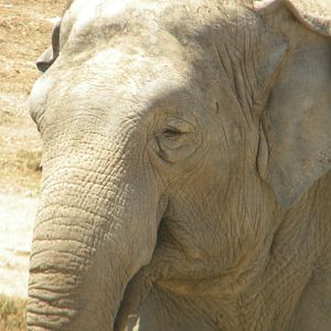Asian Elephant cow at Terra Natura 29/07/11