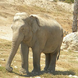 Asian Elephant cow at Terra Natura 29/07/11