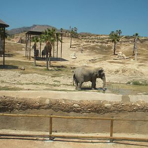 Asian Elephant enclosure at Terra Natura 29/07/11
