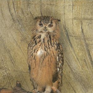 Rock Eagle Owl at Terra Natura 29/07/11