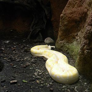 Burmese Python at Terra Natura 29/07/11