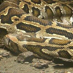 Burmese Python at Terra Natura 29/07/11