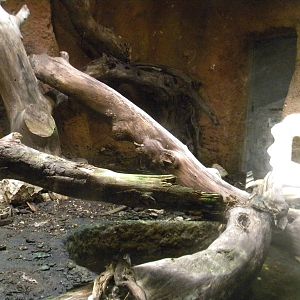 Burmese Python enclosure at Terra Natura 29/07/11