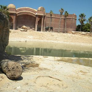 Asian Elephant enclosure at Terra Natura 29/07/11