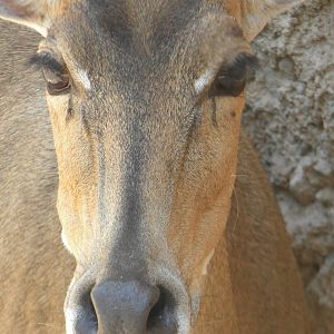 Nilgai at Terra Natura 29/07/11