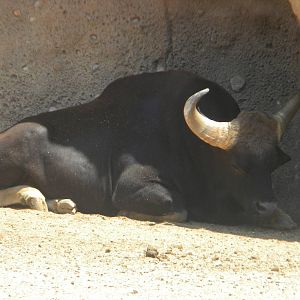 Gaur at Terra Natura 29/07/11
