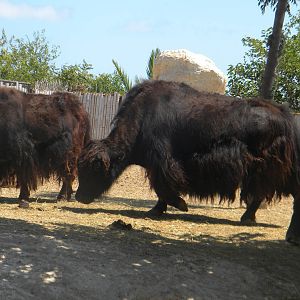 Yak at Terra Natura 29/07/11