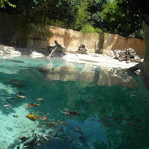 Saltwater Crocodile enclosure at Terra Natura 29/07/11