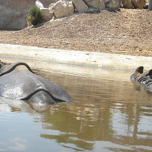 Nisha and Shiwa the Greater one-horned Rhino cows at Terra Natura 29/07/11
