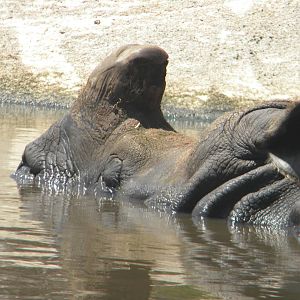 Greater one-horned Rhino cow at Terra Natura 29/07/11