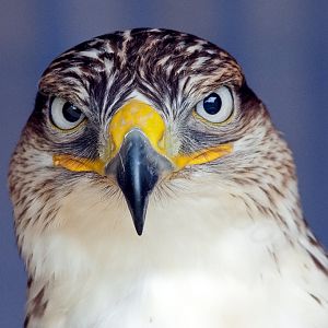 Ferruginous Hawk