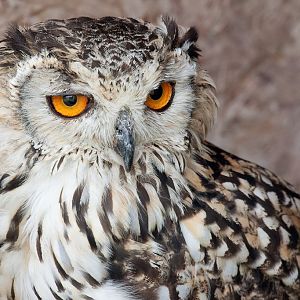 Rock Eagle Owl