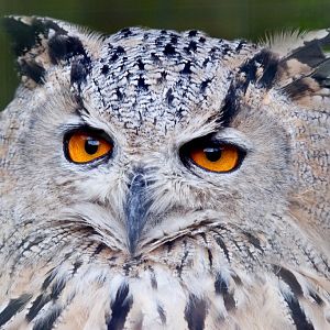 Siberian Eagle Owl