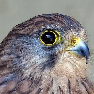 Common Kestrel