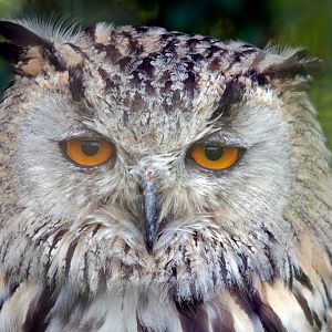 Siberian Eagle Owl