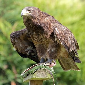 Tawny Eagle