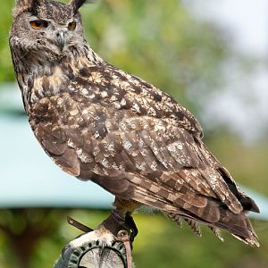 Eurasian Eagle Owl