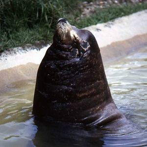 Sealion July 1985