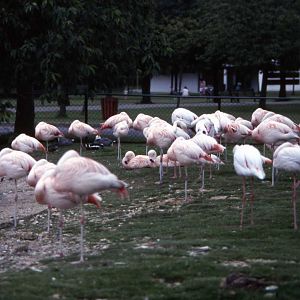 Flamingos July 1985