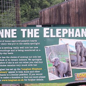 Anne the Elephant