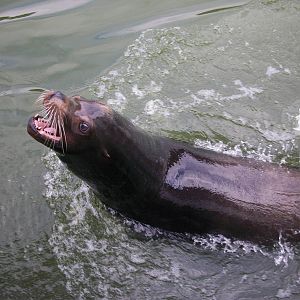 Californian Sea Lion