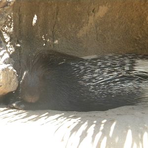 Indian Porcupine at Terra Natura 29/07/11