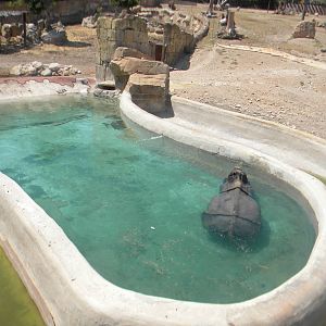 Bull Greater one-horned Rhino area at Terra Natura 29/07/11