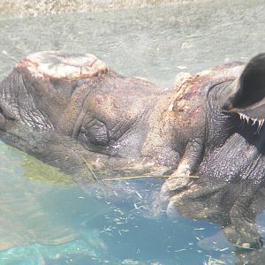 Nico the Greater one-horned Rhino at Terra Natura 29/07/11