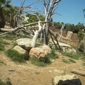 Dhole and Siamang enclosure at Terra Natura 29/07/11