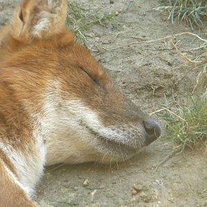 Dhole at Terra Natura 29/07/11