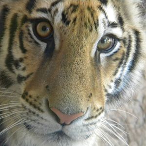 Kali the Bengal Tiger at Terra Natura 29/07/11