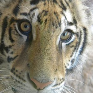 Kali the Bengal Tiger at Terra Natura 29/07/11